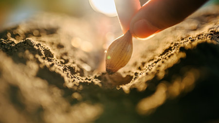 Hand of man farmer seeding onions in organic vegetable garden, Male farmer hand sowing onions in organic vegetable garden, close up of hand planting seeds in soilの写真素材