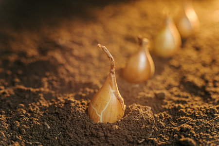 onion in the ground close up view, onion bulbs in the soil gardening farm worksの写真素材