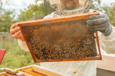 A beekeeper in an apiary in white protective clothing and gloves holds a honeycomb full of bees and honey. The beekeeper carefully examines the frame of the hive. Beekeeping concept.の写真素材