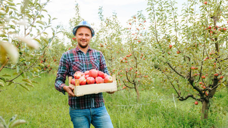 A young smiling farmer in a sun hat stands in an apple orchard and holds a fruit box in his hands. A fertile orchard on good land brought a rich harvest. Fertile land. Front view, copy space.の写真素材