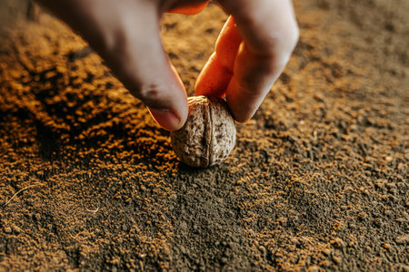 Close up of a planting season before winter, a mans hand plants walnut in fertile soil gardener planting in ground in spring garden. Gardening hobbyの写真素材