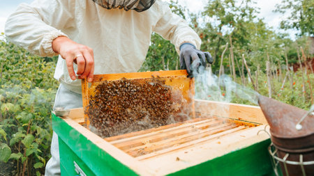A beekeeper in a protective suit and gloves pulls bees out of a honey frame against the background of green bushes. Eco apiary in nature. Extraction of honey. Beekeeping.の写真素材