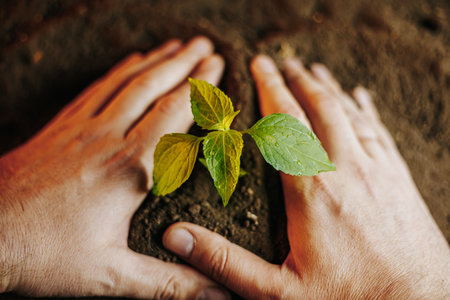 Hands putting a beautiful seedling in soil, unrecognizable man arms. Close up shot of planting. Ecology concept. New life concept. Agriculture concept. Farmer, young green plants. Fertile black soil.の写真素材