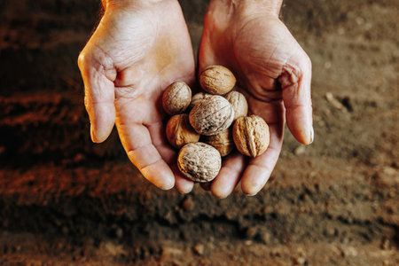A pair of old and authentic senior hands holding a seed close up, planting it in the ground with a top view angle.の写真素材