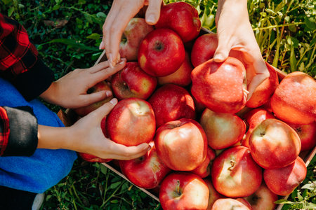 A close-up image shows hands holding an apples, with the fingers tracing the contours of the fruits skin. top view, background shows a of red apples hinting at the lush surroundings of an orchard.の写真素材