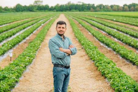 Young pretty farmer man looking at camera standing on farmland with crossed arms and strawberry crops in background. young male portrait on farmland.の写真素材