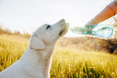 Adorable Companionship A woman and her dog sharing a heartfelt moment of connection while drinking water from their respective bottles in a picturesque setting.の写真素材