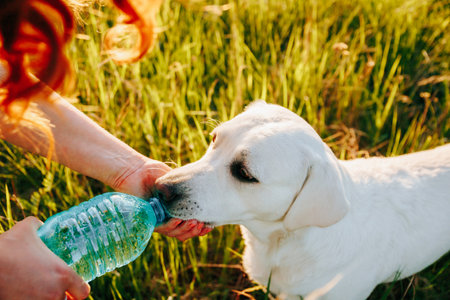 Refreshing Hydration A persons hands holding a bottle of cold drink water on a sunny day, with a dog eagerly watching nearby. Refreshing Moments Hands holding a bottle of drink water in frontの写真素材