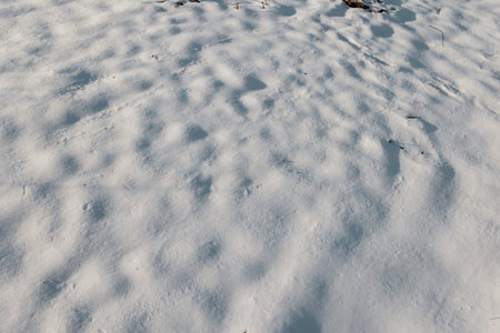 Winter Grasp Frozen flora in the park, encapsulating the essence of the chilly season. Winter Wonderland Close up of Frosty Natureの写真素材