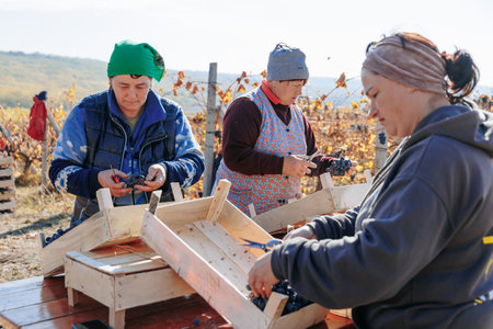 Autumn Abundance Workers surrounded by the lush vines, harvesting grapes. Moldova - 18 oct 2023のeditorial素材