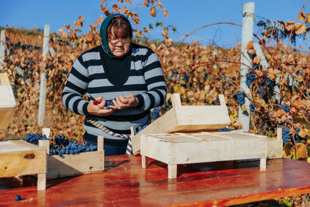 Agricultural Traditions Farmers handpicking grapes as part of the timeless harvest ritual. Moldova - 18 oct 2023のeditorial素材