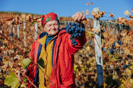 Grape Harvest Crew Team of workers hand-selecting grapes during the harvest. Moldova - 18 oct 2023のeditorial素材