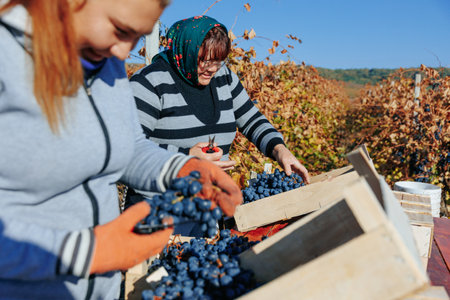 Grape Harvesting Team A collective effort to gather the ripe grapes from the vine. Moldova - 18 oct 2023のeditorial素材
