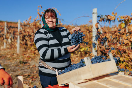 Vineyard Laborers Individuals engaged in the manual labor of grape harvesting. Moldova - 18 oct 2023のeditorial素材