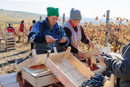 Grape Gathering A scene of people meticulously collecting grapes during the harvest season. Moldova - 18 oct 2023のeditorial素材