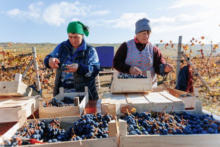 Agricultural Collaboration Teamwork in action as grape harvesters work side by side. Moldova - 18 oct 2023のeditorial素材
