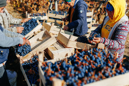 Autumn in the Vineyard The picturesque scene of people gathering grapes in the vineyard during the fall. Moldova - 18 oct 2023のeditorial素材