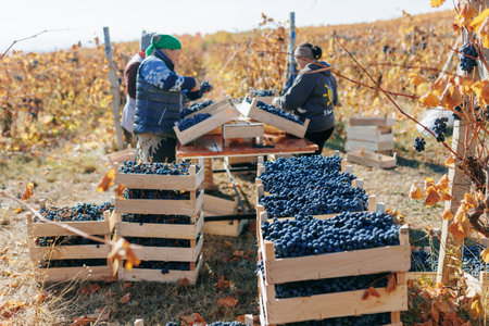 Precision Harvesting Skilled hands delicately picking grapes from the vine in unison. Moldova - 18 oct 2023のeditorial素材
