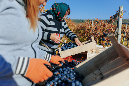 Autumn Bounty Workers in the vineyard, carefully harvesting clusters of plump grapes. Moldova - 18 oct 2023の写真素材