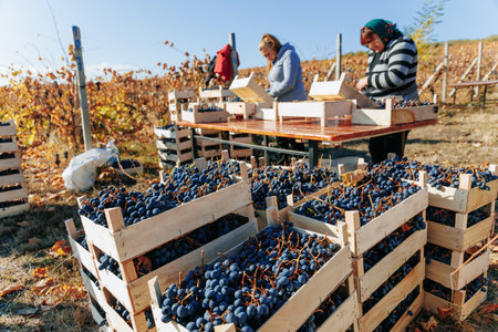 Autumn Vineyard Scene Harvesting grapes with meticulous care under the autumn sun. Moldova - 18 oct 2023の写真素材