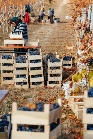 Vineyard Workers Skilled hands at work, harvesting the vineyards fruitful yield. Moldova - 18 oct 2023の写真素材