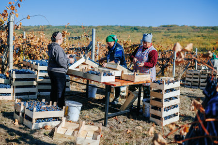 Grape Picking Crew Dedicated individuals working harmoniously to harvest ripe grapes. Moldova - 18 oct 2023の写真素材