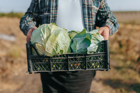 Detailed close up of the experienced hands of a mature senior farmer carrying a crate of agricultural produce while working outdoors in an American farmlandの写真素材