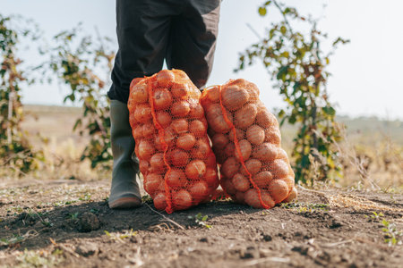 The Toil of Harvest Close Up of a Farmers Feet Amidst Sacks of Onions and Potatoes, Rural Abundance A of a Farmers Rubber Boots, Standing Beside Bags of Onions and Potatoes,の写真素材