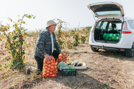 In this high quality image, a mature man stands proudly in a rural field, meticulously harvesting fresh onions and vegetables during the golden harvest time.の写真素材