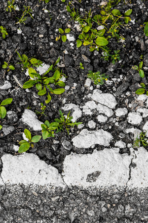 Green grass sprouts from a crack in the asphalt. Cracked rough sidewalk. Artistic noise. Crack in the asphalt. New life breaks through the asphalt. Green grass grows from crack. Old asphalt textureの写真素材