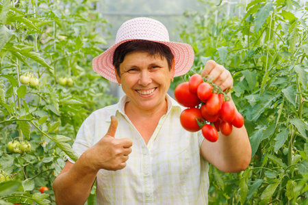 pretty happy mature woman with thumb up holds tomatoes in her hand and showing them to the camera. harvest time, female showing at camera tomato in greenhouseの写真素材