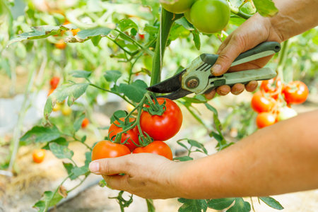 female farmer hands picking crop of red tomatoes in glasshouse. Gardening and agriculture concept. The farmers hands are holding tomatoes.の写真素材