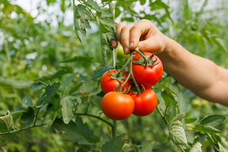 cropped of hands of farmer holding fresh tomato. harvested at the moment on countryside agricultural bio and eco farming cultivation field garden.の写真素材