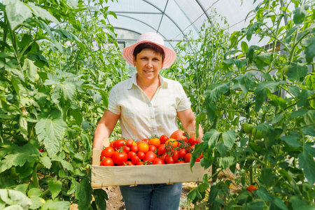 Proud woman farm business owner showing on camera ripe organic vegetables harvested on his plantation. Successful Farm Owner. farmer carries a box of tomatoes in a greenhouseの写真素材
