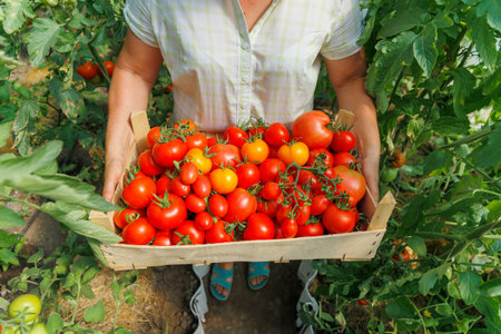 farmer hands with box of ripe red cherry tomatoes in greenhouse. Farmer businessman, Growing tomatoes, Vegetable business, Greenhouse with tomatoes,の写真素材