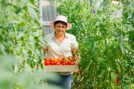 Proud woman farm business owner showing on camera ripe organic vegetables harvested on his plantation. Successful Farm Owner. farmer carries a box of tomatoes in a greenhouseの写真素材