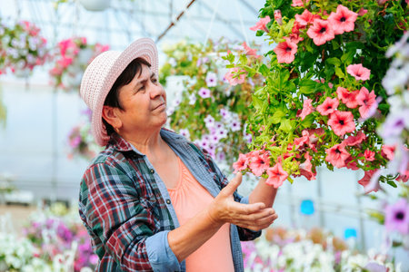 Front view florist woman in a plaid shirt carefully check the quality of grown flowers in pot at greenhouse. Senior worker takes flowers with her hands with care. Copy space.の写真素材