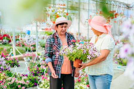 In greenhouse with seedlings of indoor plants, two aged women talking sweetly, laughing, holding flower in pot. Florists discuss their interesting work. Thinking to improve the business. Copy space.の写真素材