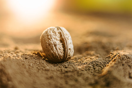 A stunning close-up of a single walnut seed nestled in nutrient-rich soil, surrounded by fallen leaves on the ground.の写真素材