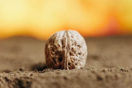A close-up cropped image of a walnut seed sitting on fertile soil, ready for planting in a well-cultivated garden.の写真素材