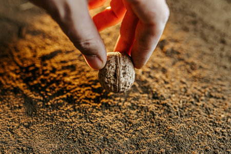 A cropped image of a farmers hand holding a walnut seed before planting it in the soil.の写真素材