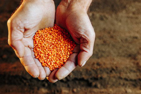 An authentic pair of senior hands holding a seed in a close-up view, preparing to plant it in the ground, in an agricultural setting.の写真素材