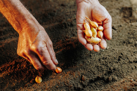 close-up photo shows the hands of a senior farmer holding a handful of seeds against the backdrop of rich soil.の写真素材