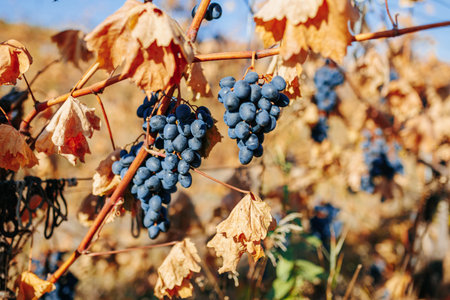 A snapshot of natural beauty a wooden crate holds the treasures of the vineyard, black grapes...