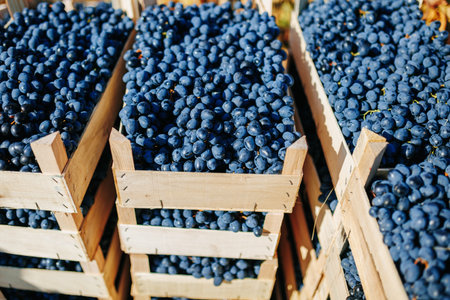 Harmony with nature a wooden crate in the vineyard showcases the untouched allure of the seasons black grape harvest.の写真素材