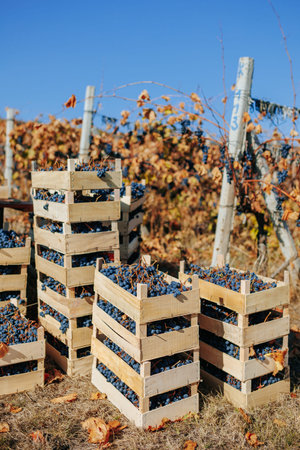 In the midst of the vineyards splendor, a wooden crate quietly speaks of the abundance of black...