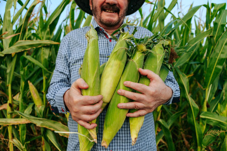 Close up of hands of an elderly farmer holding cobs of corn, front view, man smiles broadly, unrecognizable. Green juicy leaves betray the taste of the harvest. Corn field background. Copy space.の写真素材
