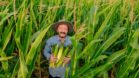 Front view of smiling aged farmer looking at camera in field with rich harvest, holding corn cobs of ripe unpeeled corn tightly to his chest. Senior man face glows with happiness. Sun hat on head.の写真素材