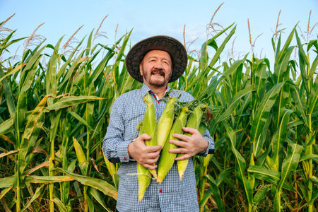 Front view of smiling aged farmer looking at camera in field with rich harvest, holding corn cobs of ripe unpeeled corn tightly to his chest. Senior man face glows with happiness. Sun hat on head.の写真素材