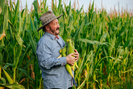 Side view proudly standing elder farmer holding corn crop, turns head, Senior man is happy with a rich harvest and a sunny day. Copy space and looking at cameraの写真素材